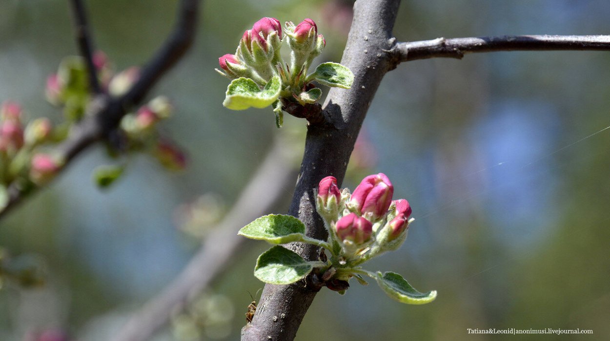 Цветочные почки на яблоне