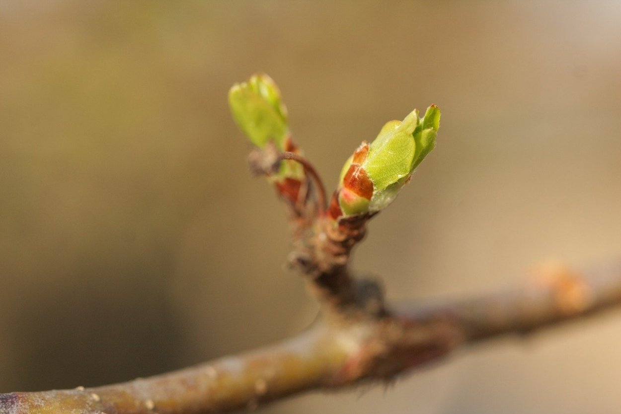 Цветочные почки на алыче