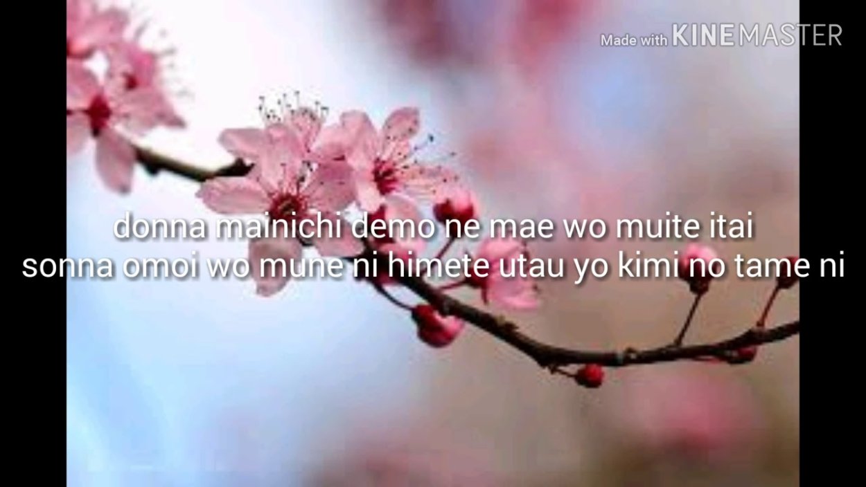 Плодовые почки на яблоне