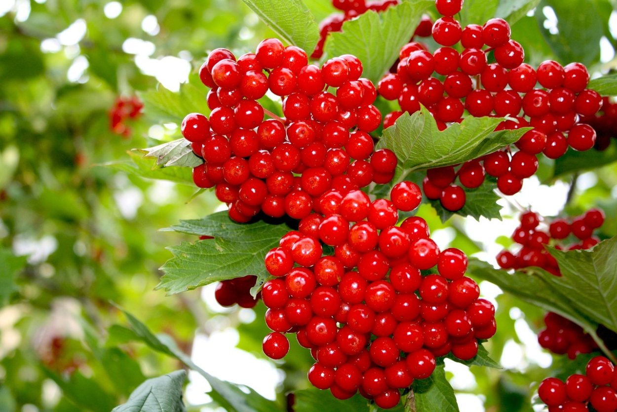 Черноплодная рябина осень