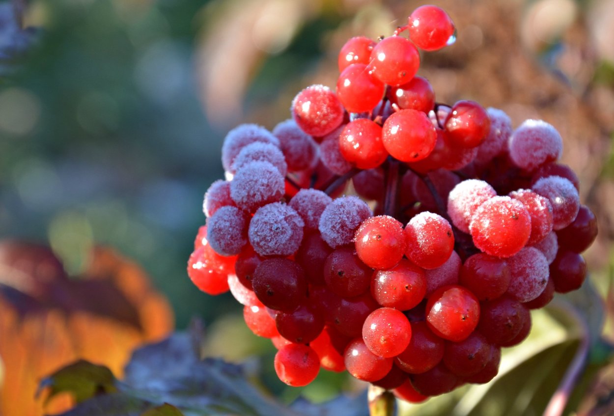 Калина красная ягода косточки