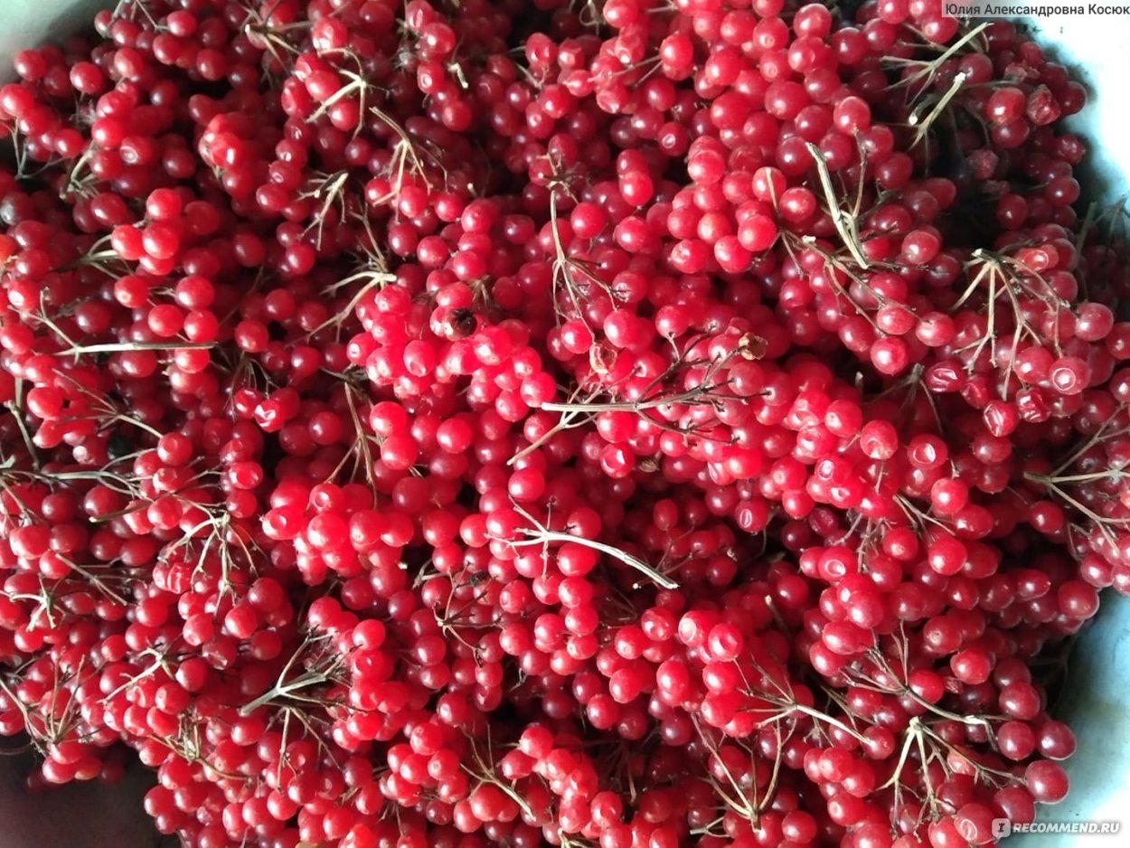 Черноплодная рябина рябина черная