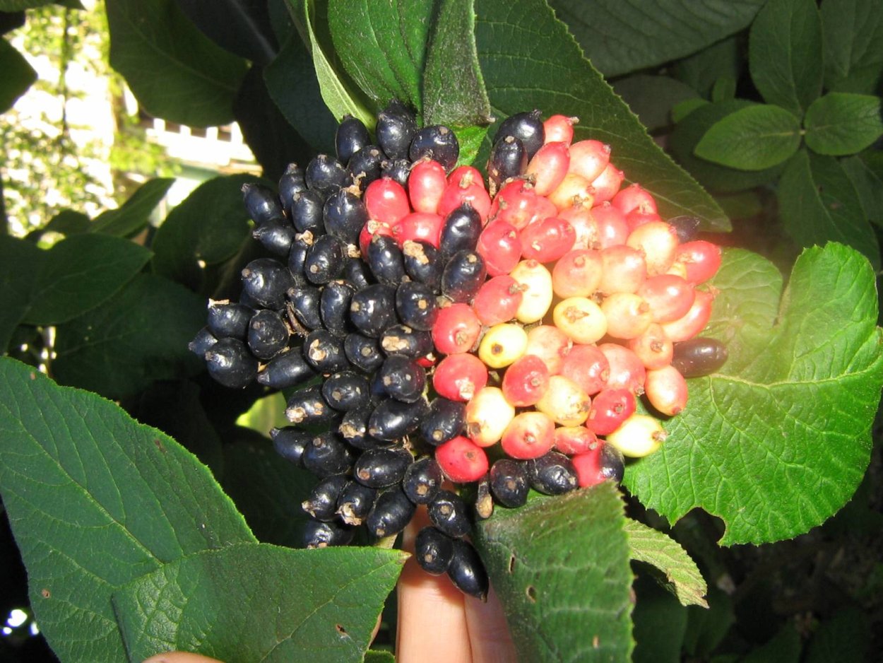 Веточка калины