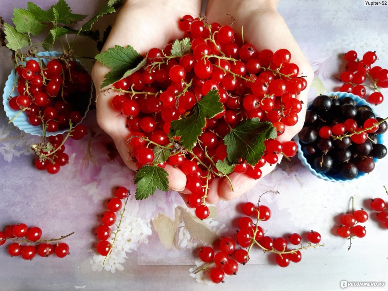 Калина красная ягоды (250гр)