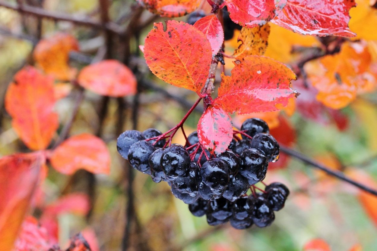 Бузина красная Sambucus