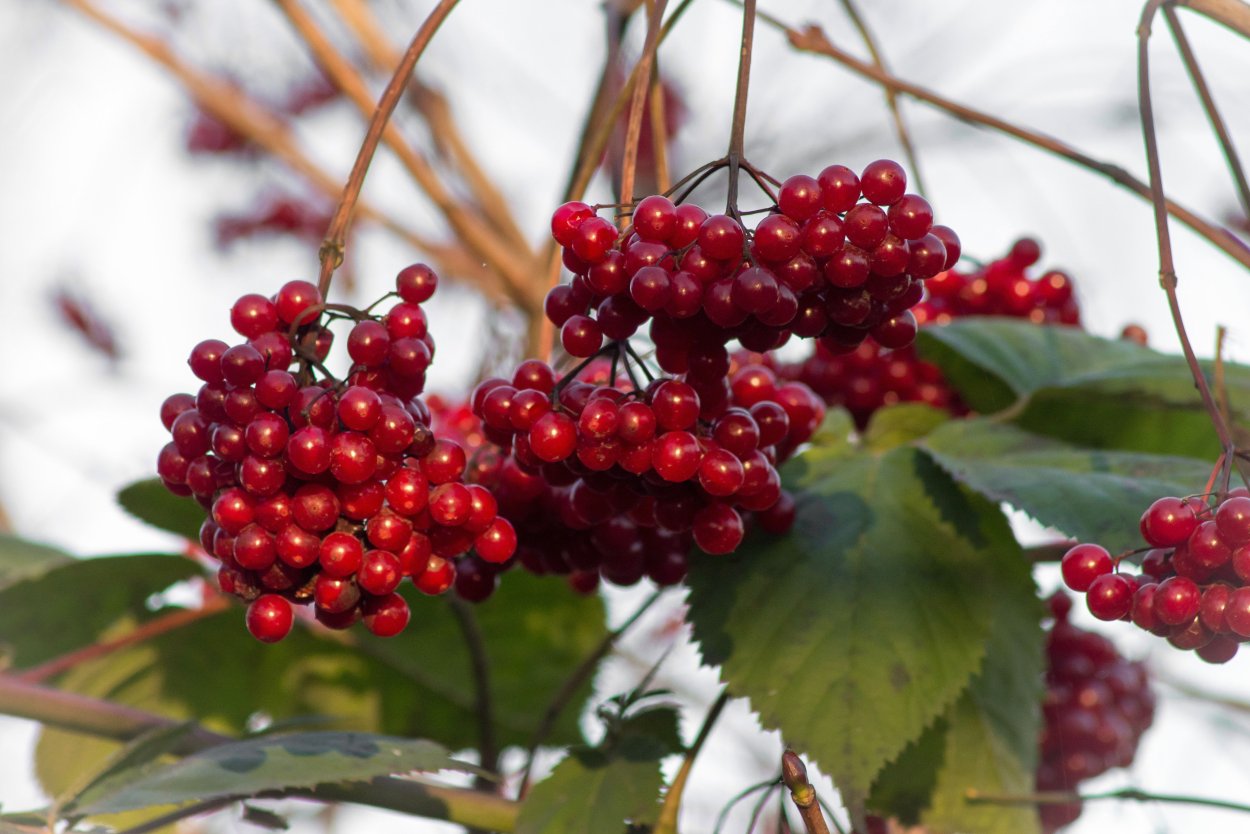 Золотая осень Калина