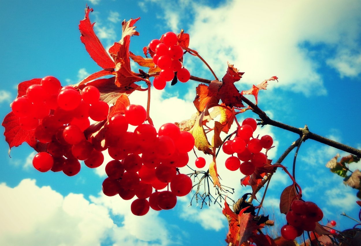 Осень красные ягоды