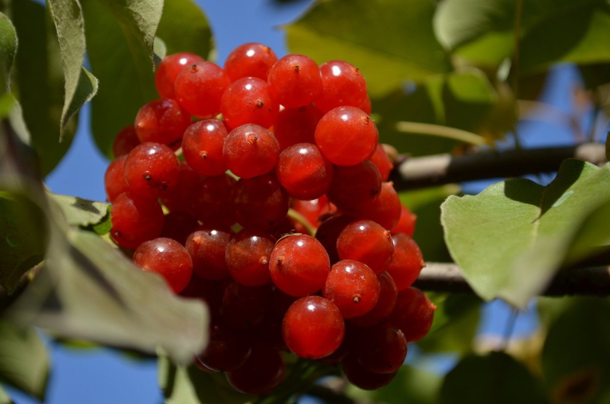 Дачные ягоды