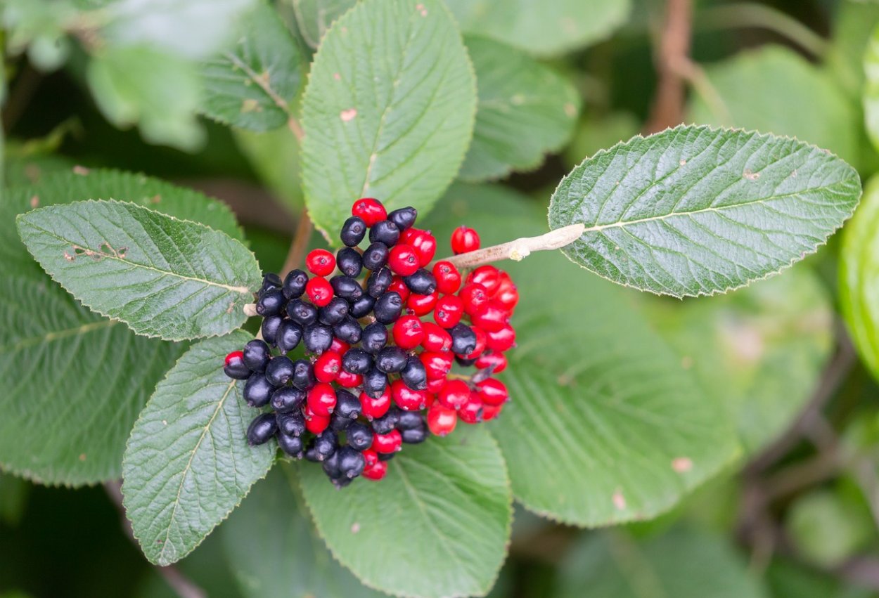 Калина красная Рябиновая веточка