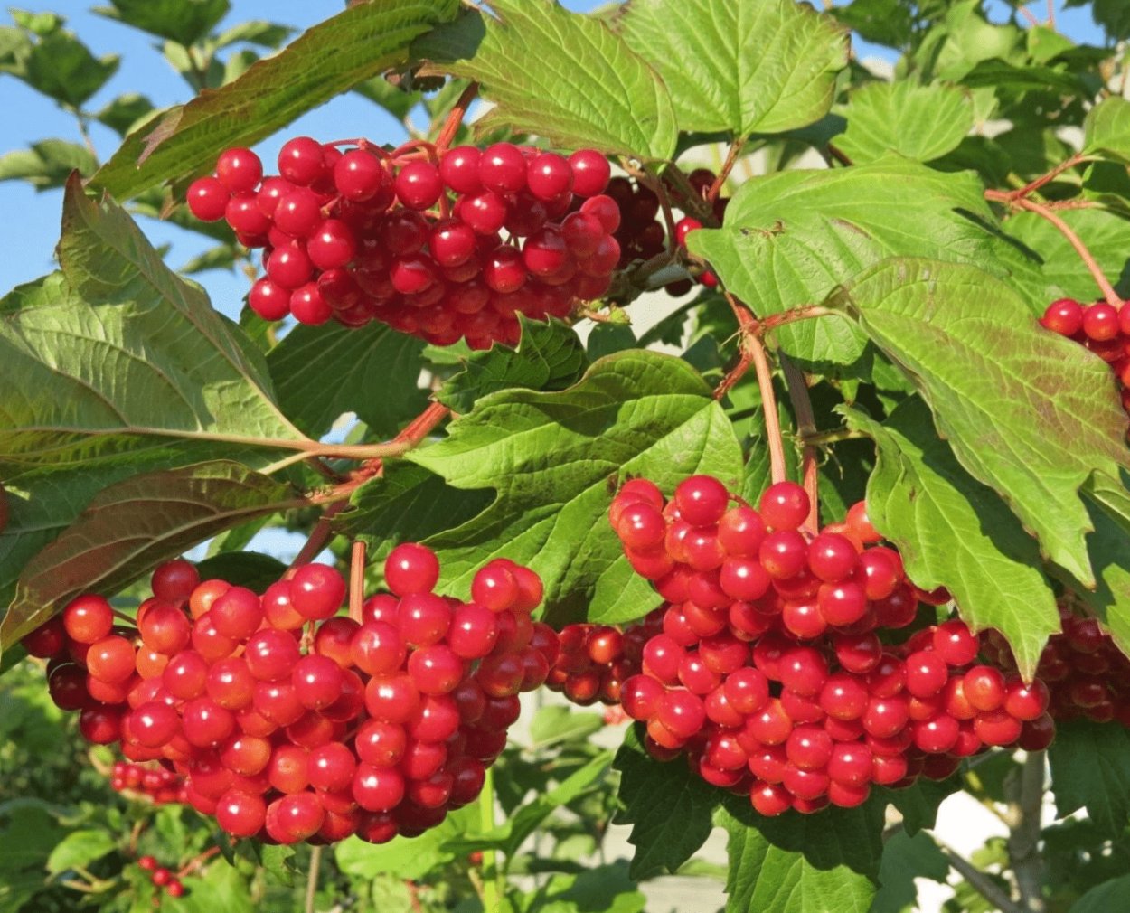 Букет с рябиной