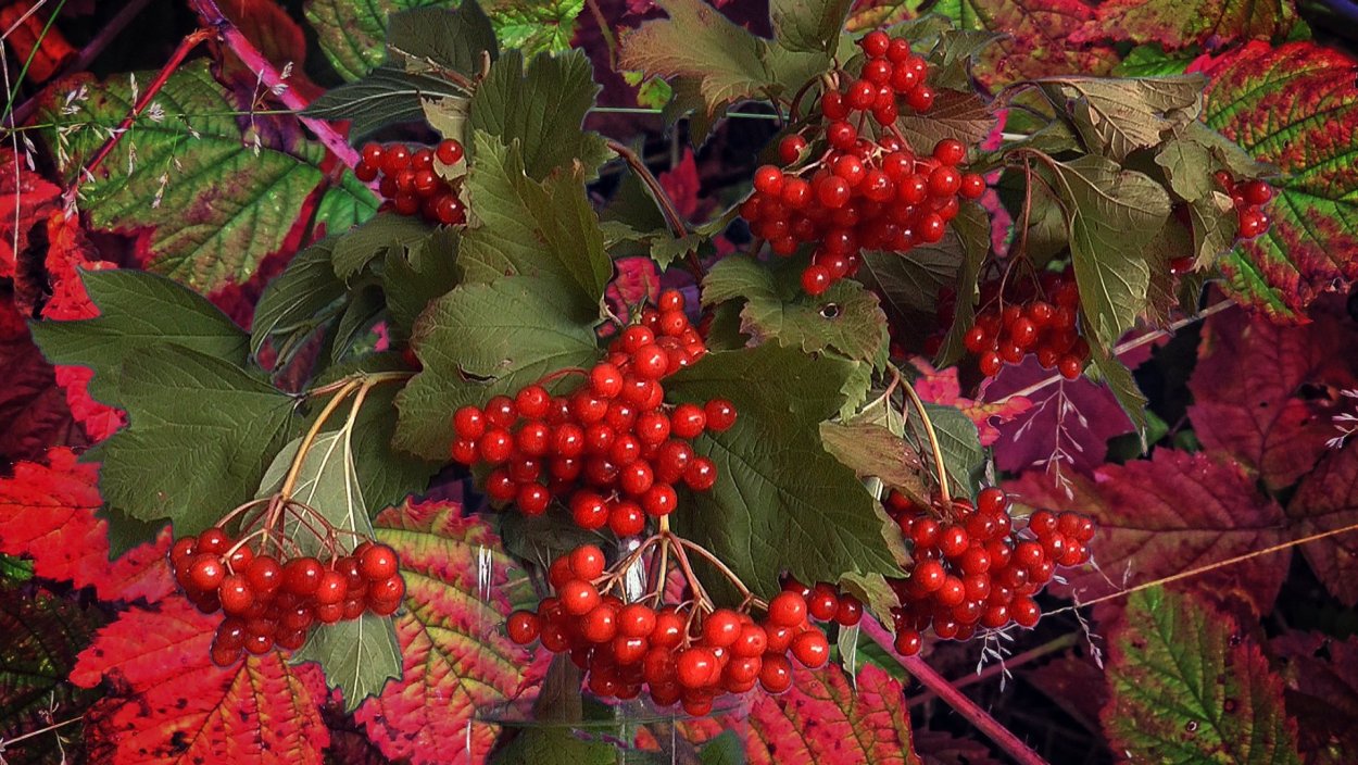 Арония черноплодная рябина осенью
