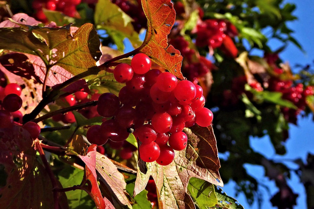 Калина в тарелке