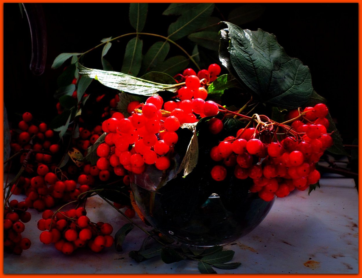Калина красная (обыкновенная) красная гроздь