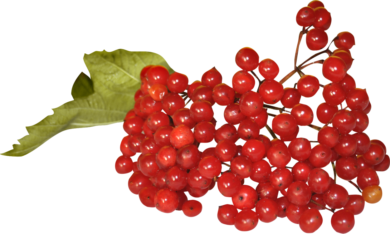 Букет рябины Палаускас