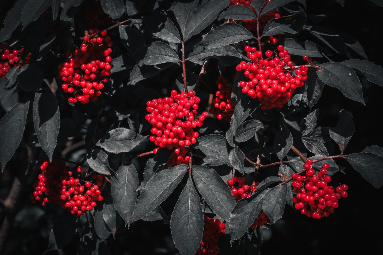 Арония черноплодная дерево