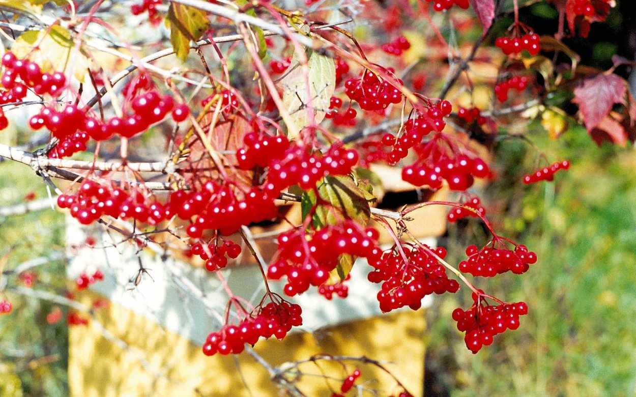 Ягоды красной смородины