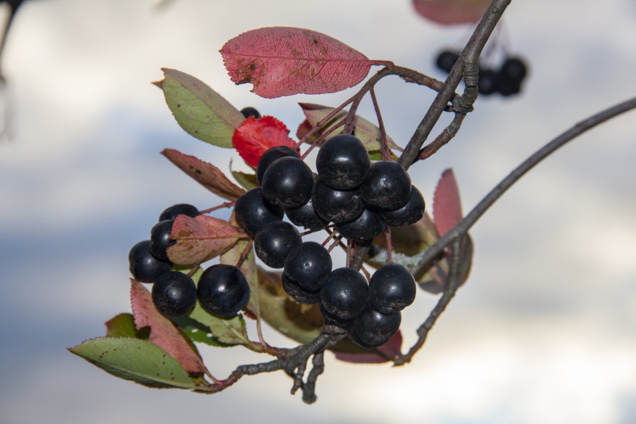 Черноплодная рябина арония