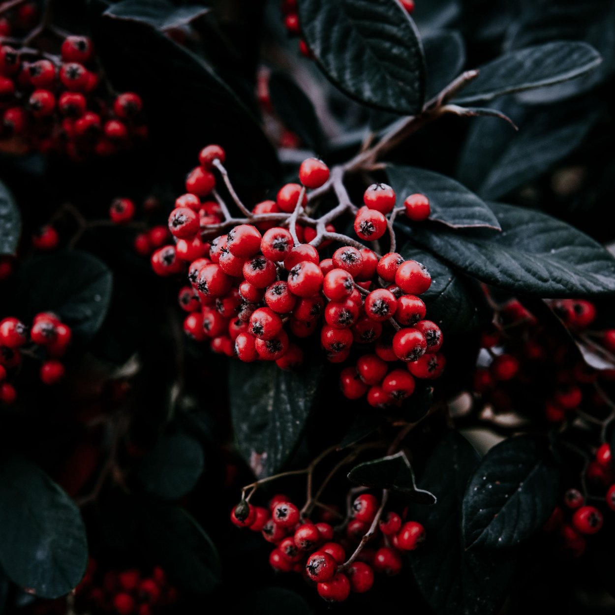 Калина обыкновенная Жолобовская