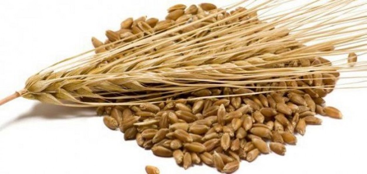 Ячмень Яровой Гетьман