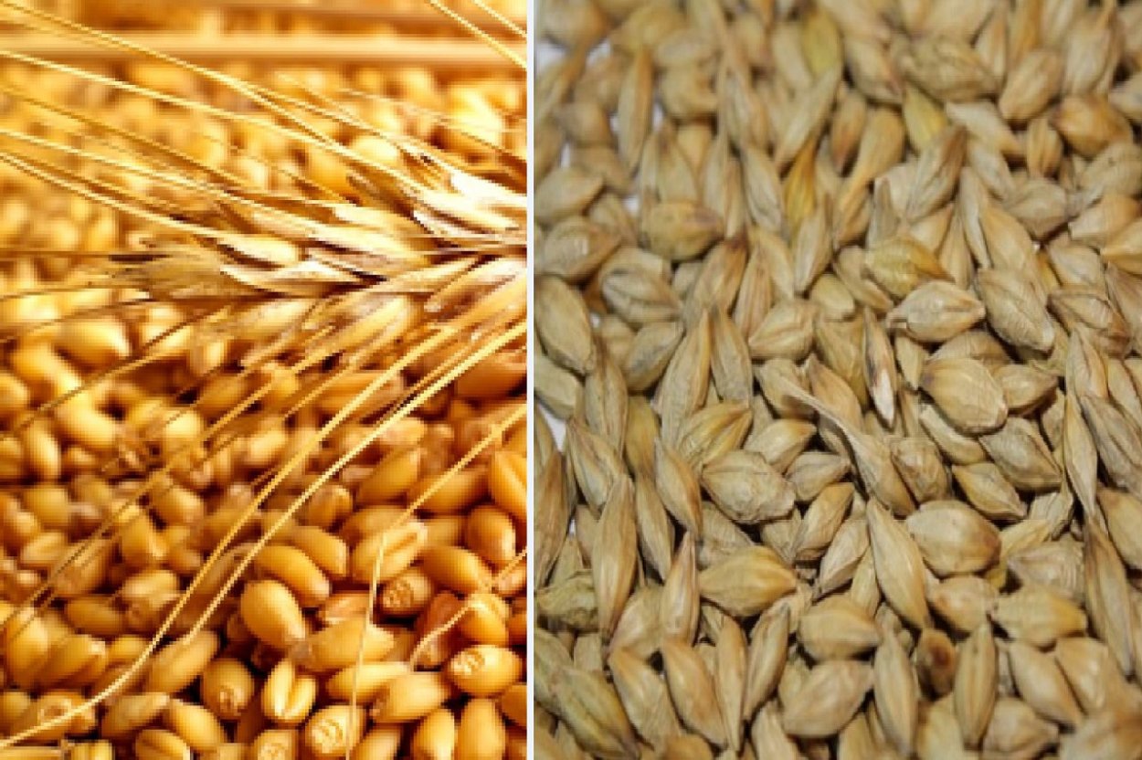 Тату ячмень