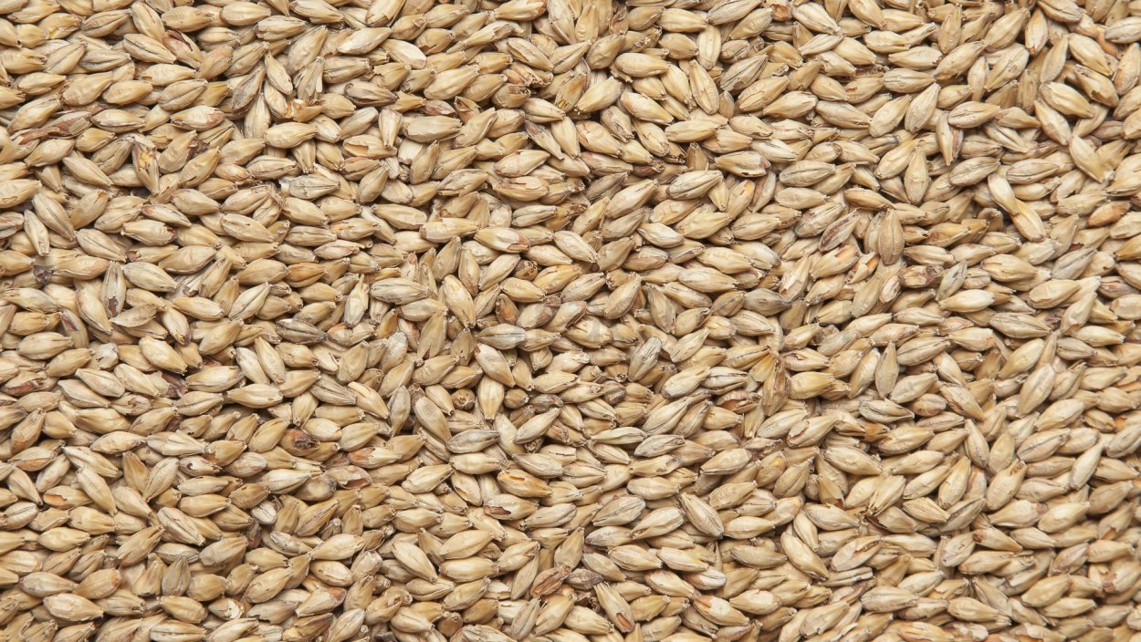 Рожь продовольственная