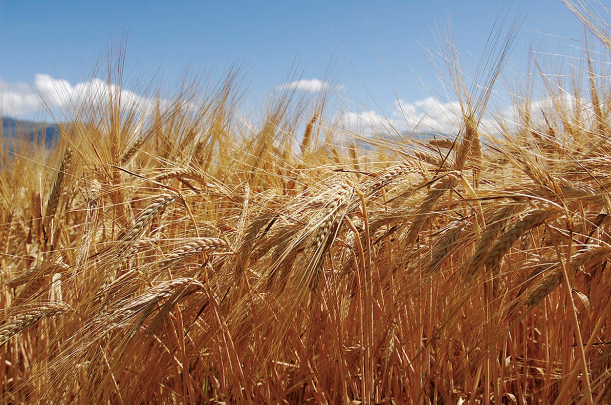 Овес Яровой