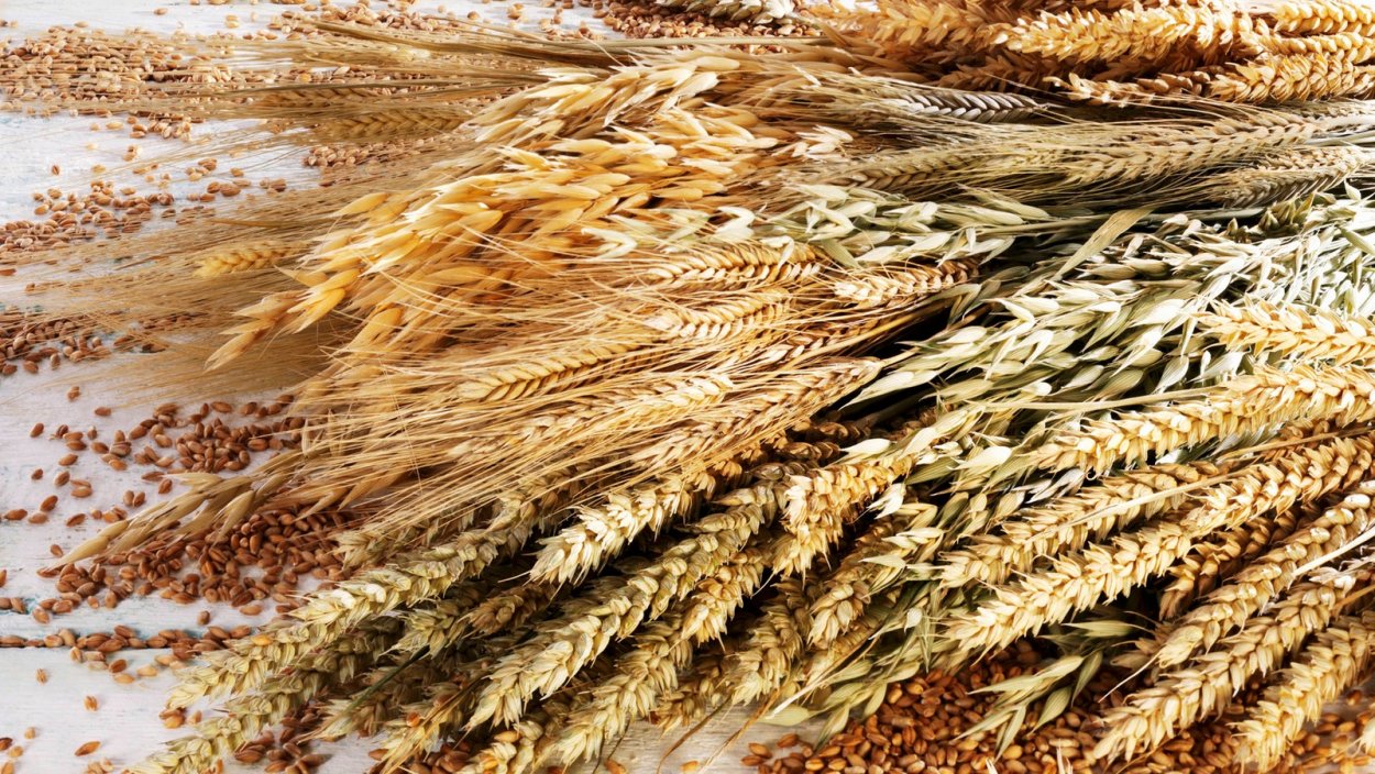 Hordeum brachyantherum