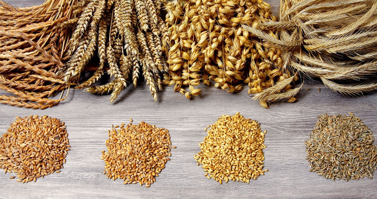 Ячмень ядрица