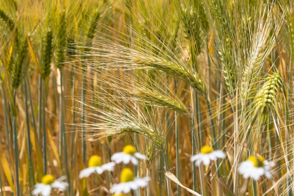 Ромашки и злаки