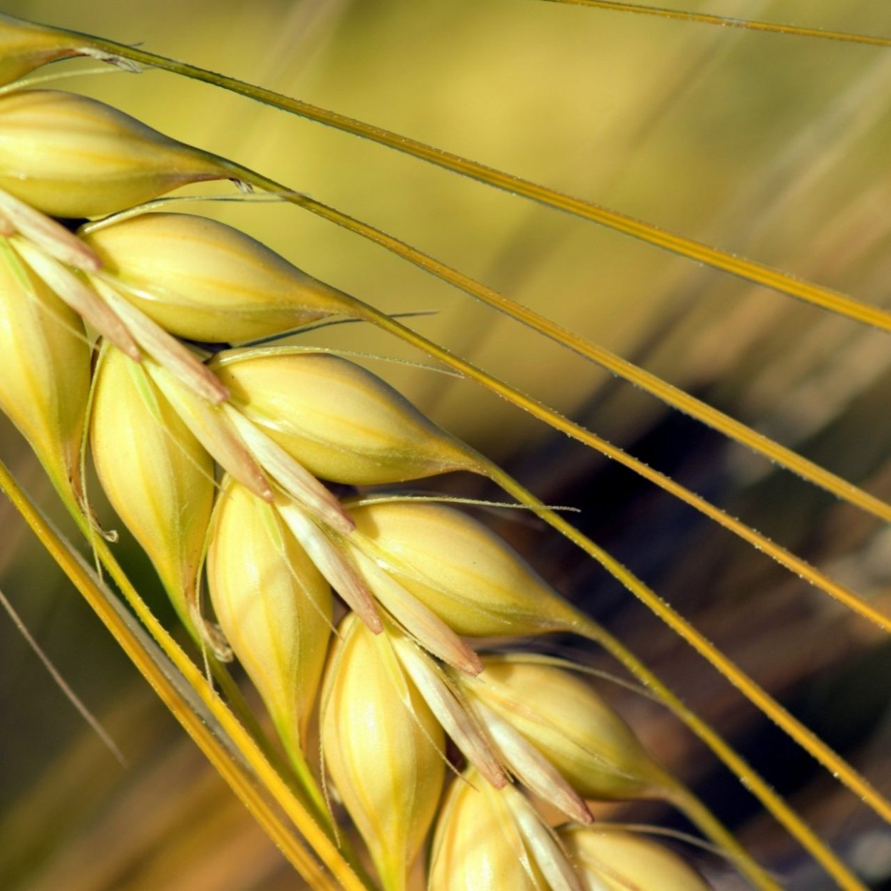 Колос тритикале