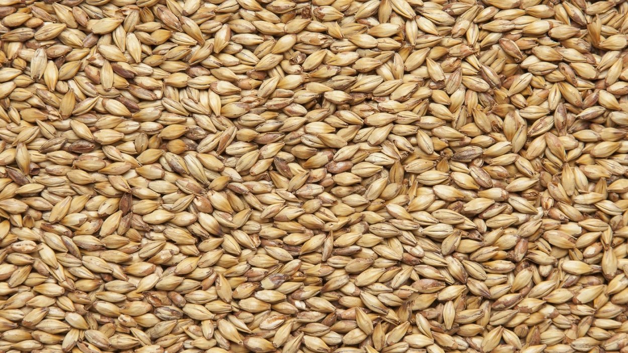 Метелки проса риса и овса