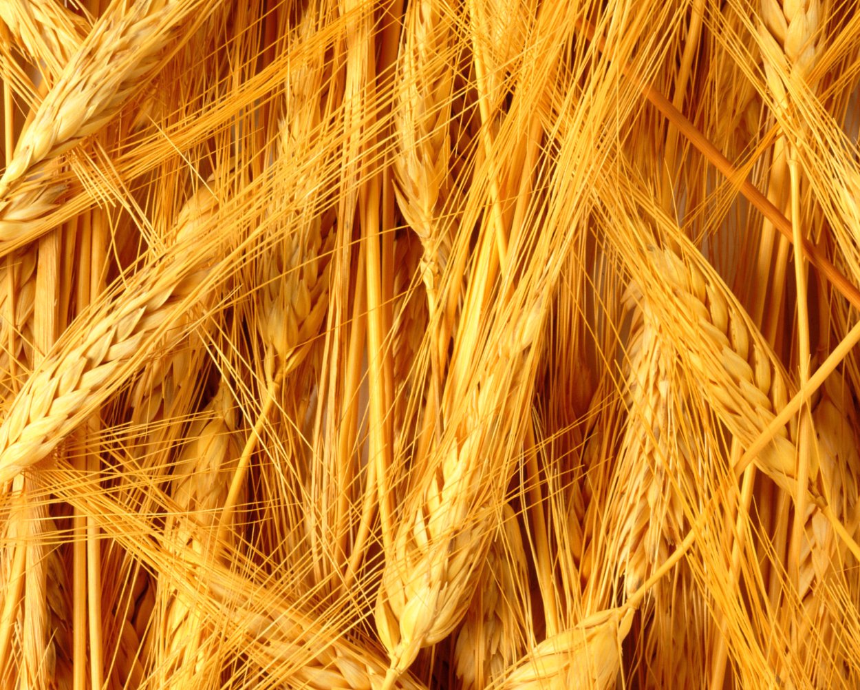 Мука колоски