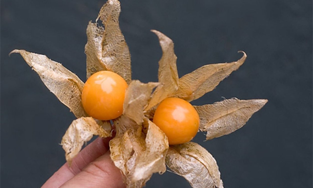 Физалис Королек куст