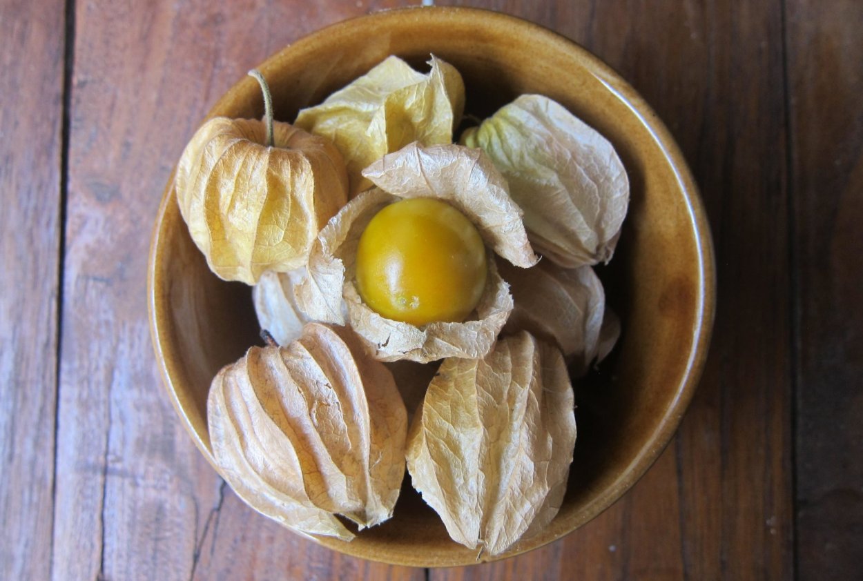 Физалис изюмный