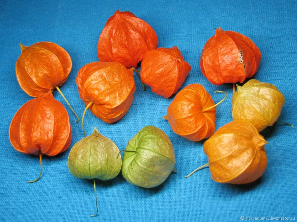 Физалис гербарий