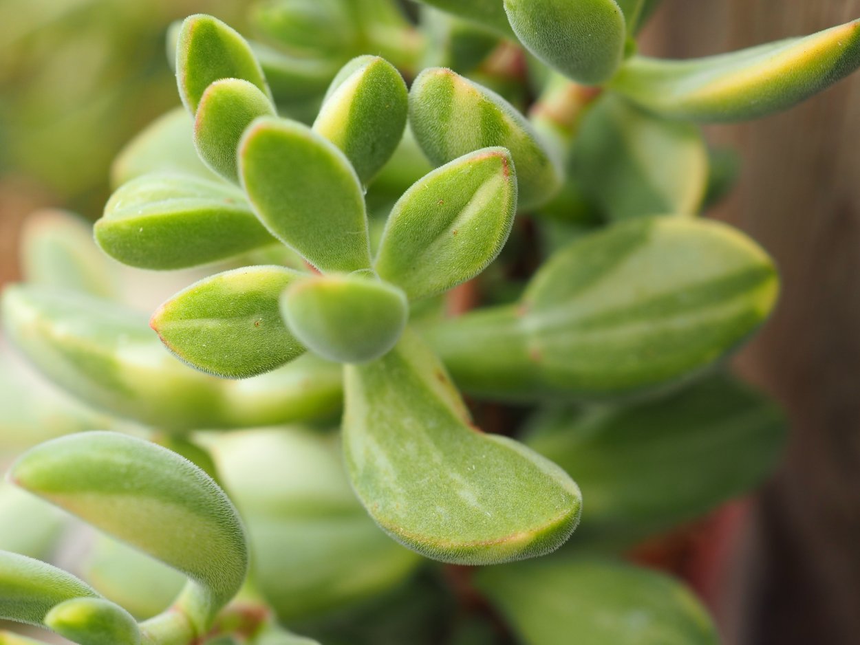 Crassula arborescens 'undulatifolia' (Крассула, толстянка)