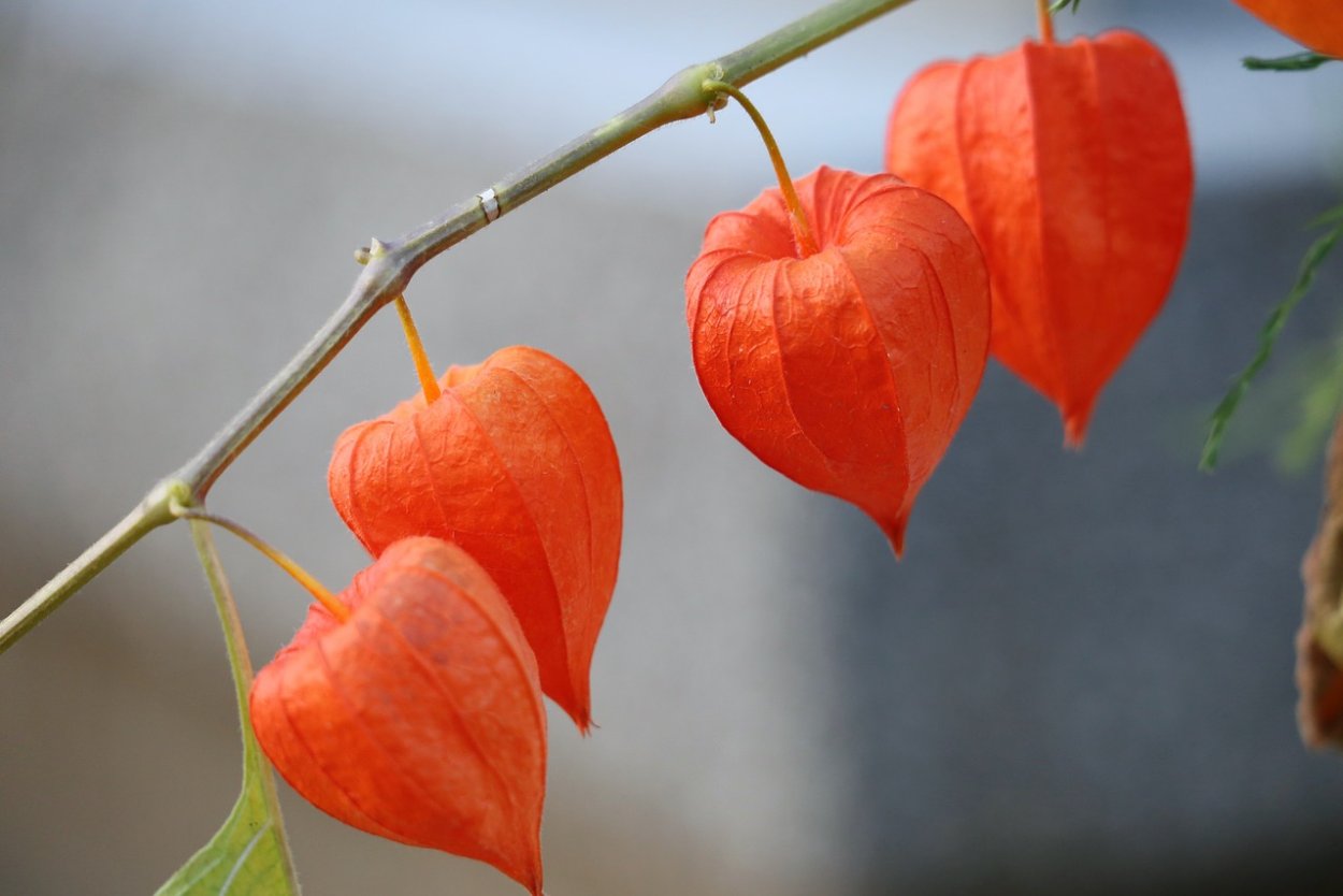 Физалис алькекенги