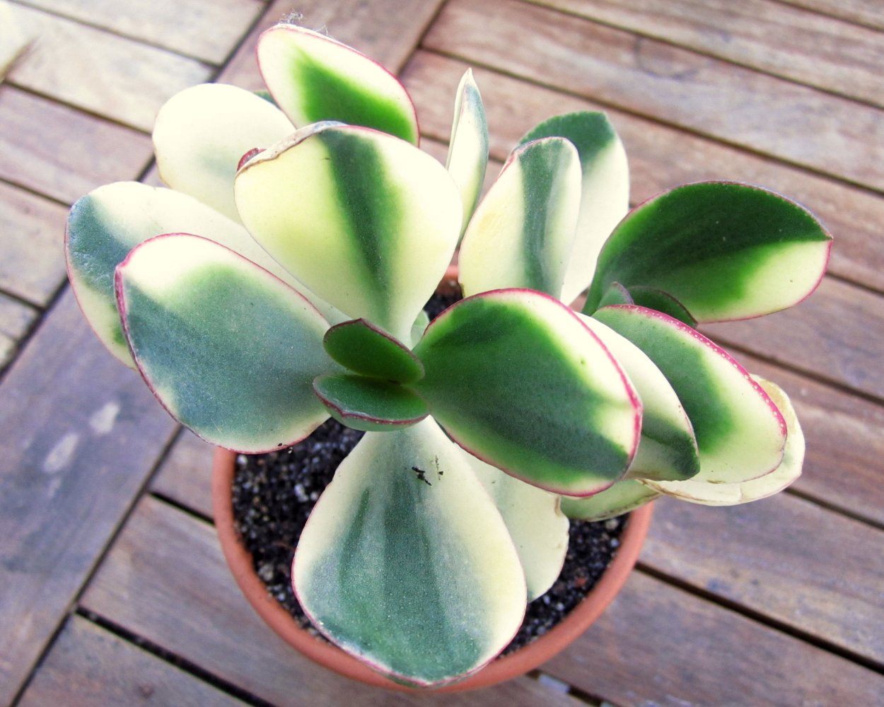 Крассула Овата вариегатная