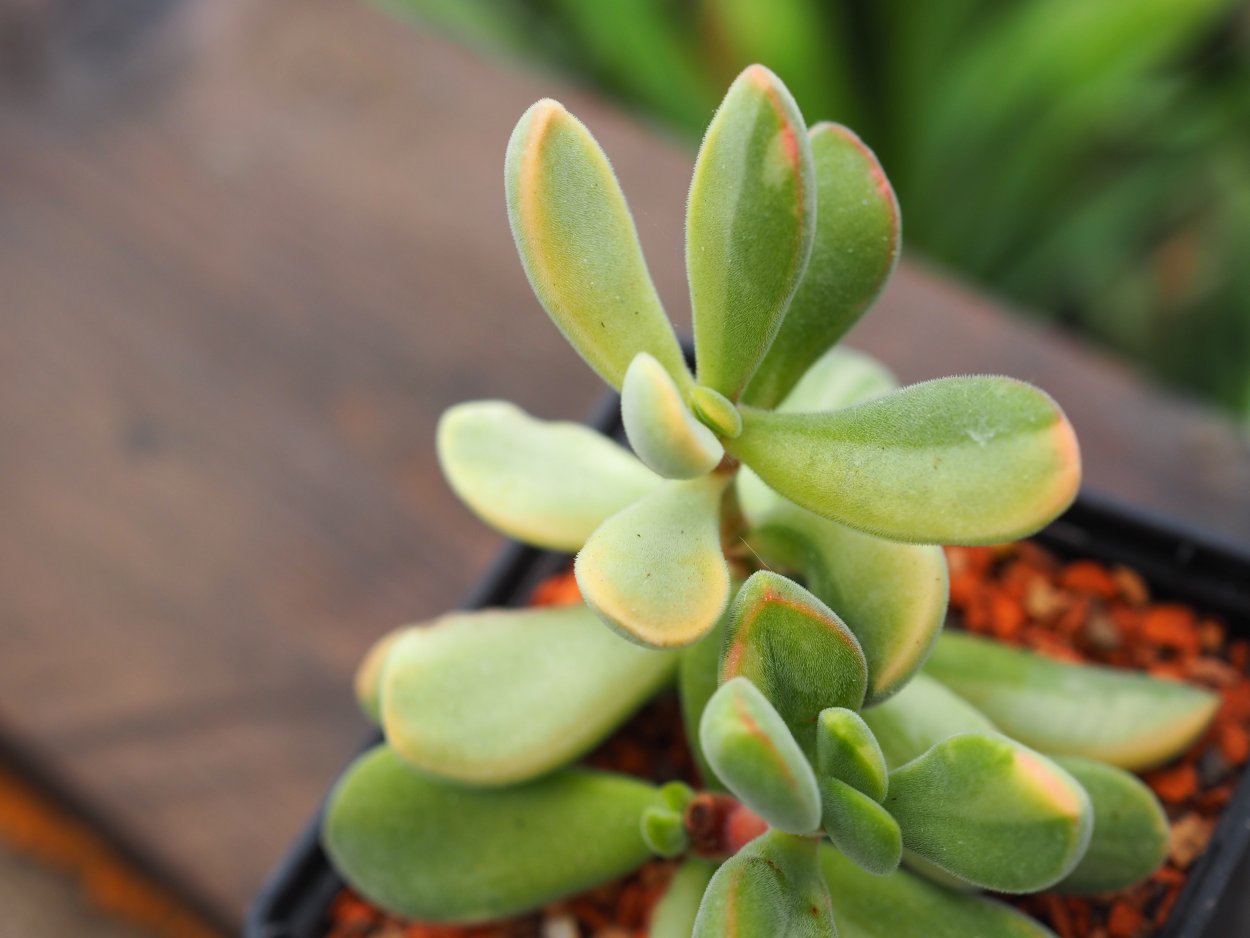 Сарментоза Вариегата