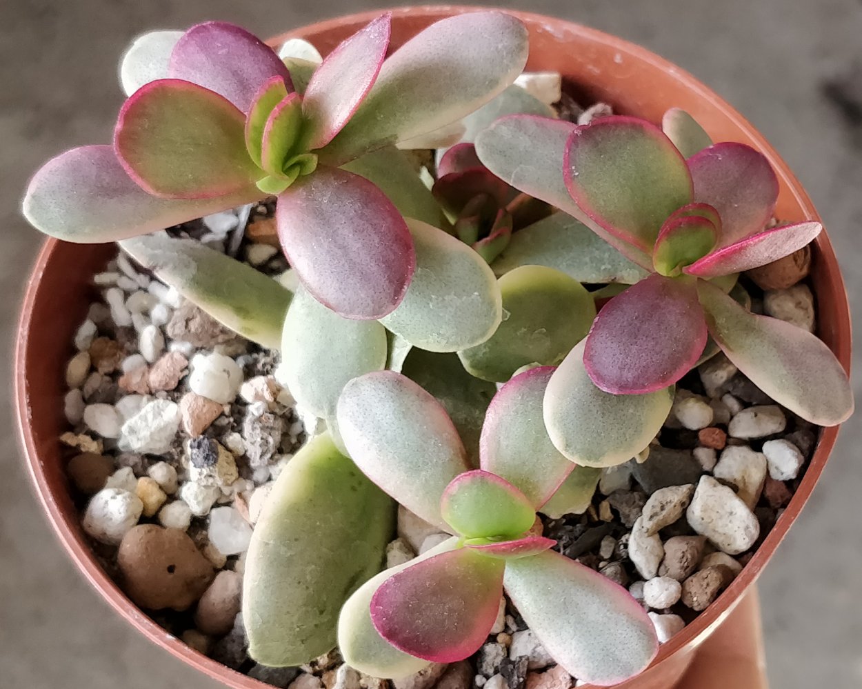 Крассула вариаегатная