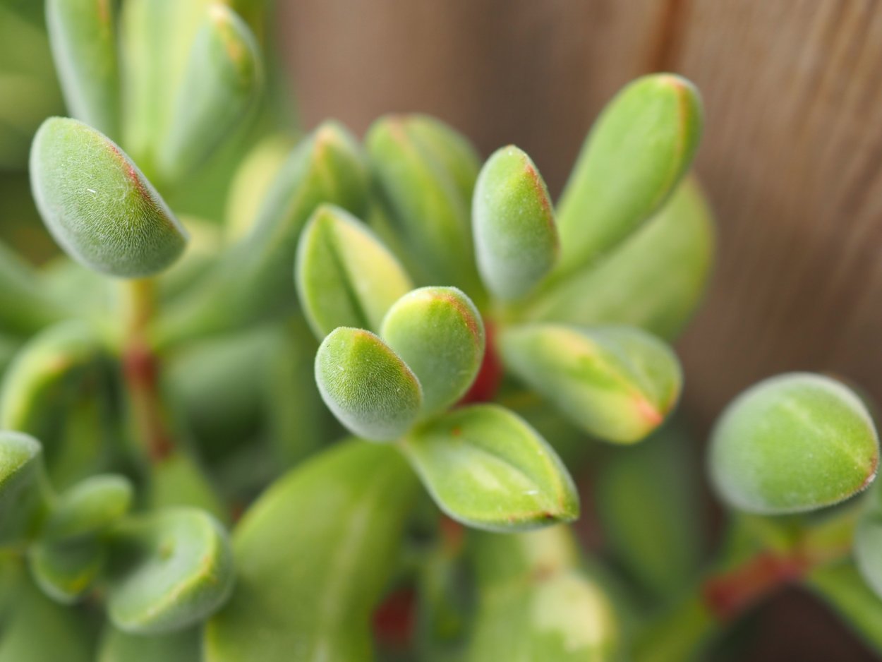 Крассула Сильвер Вариегата