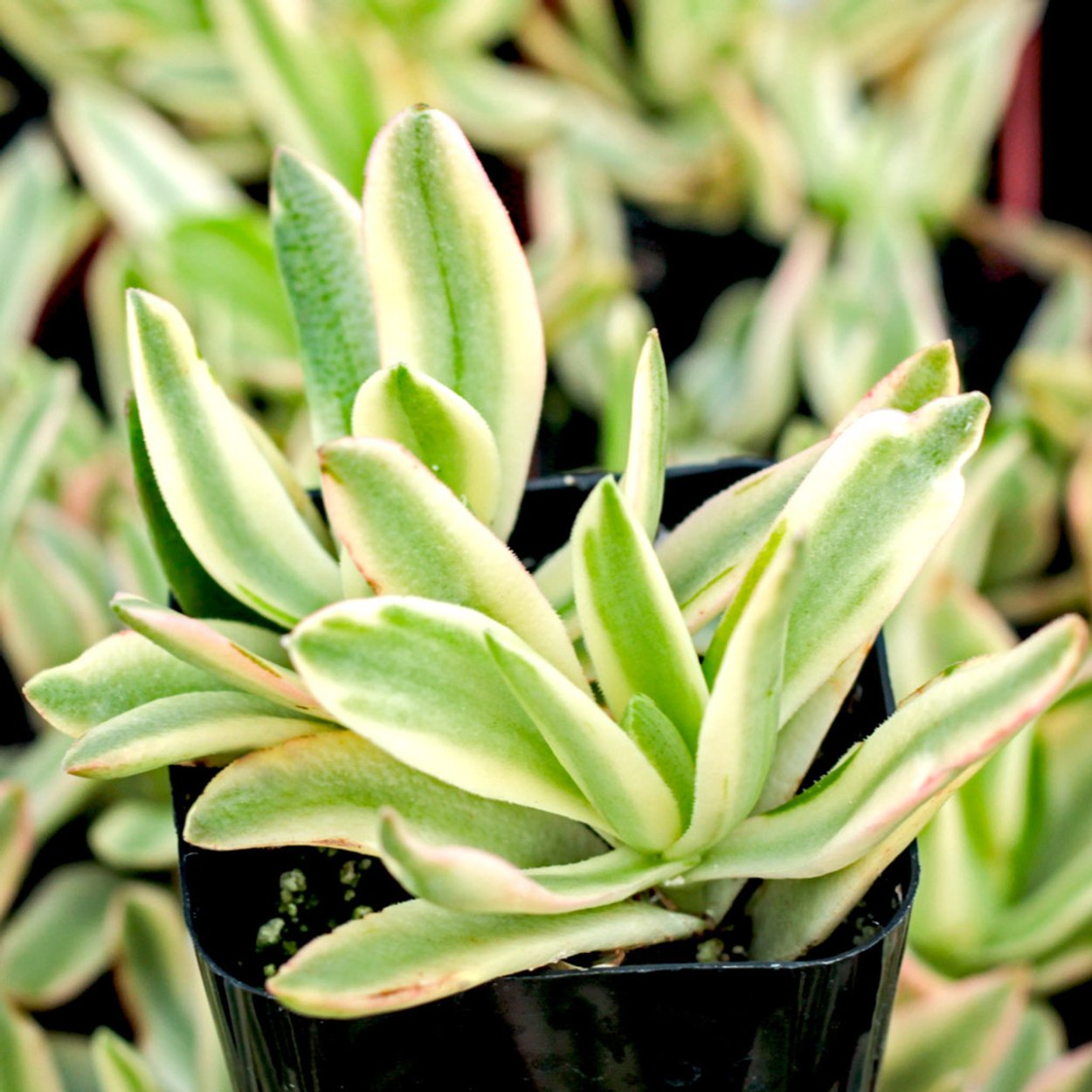 Крассула Овата Вариегата Триколор