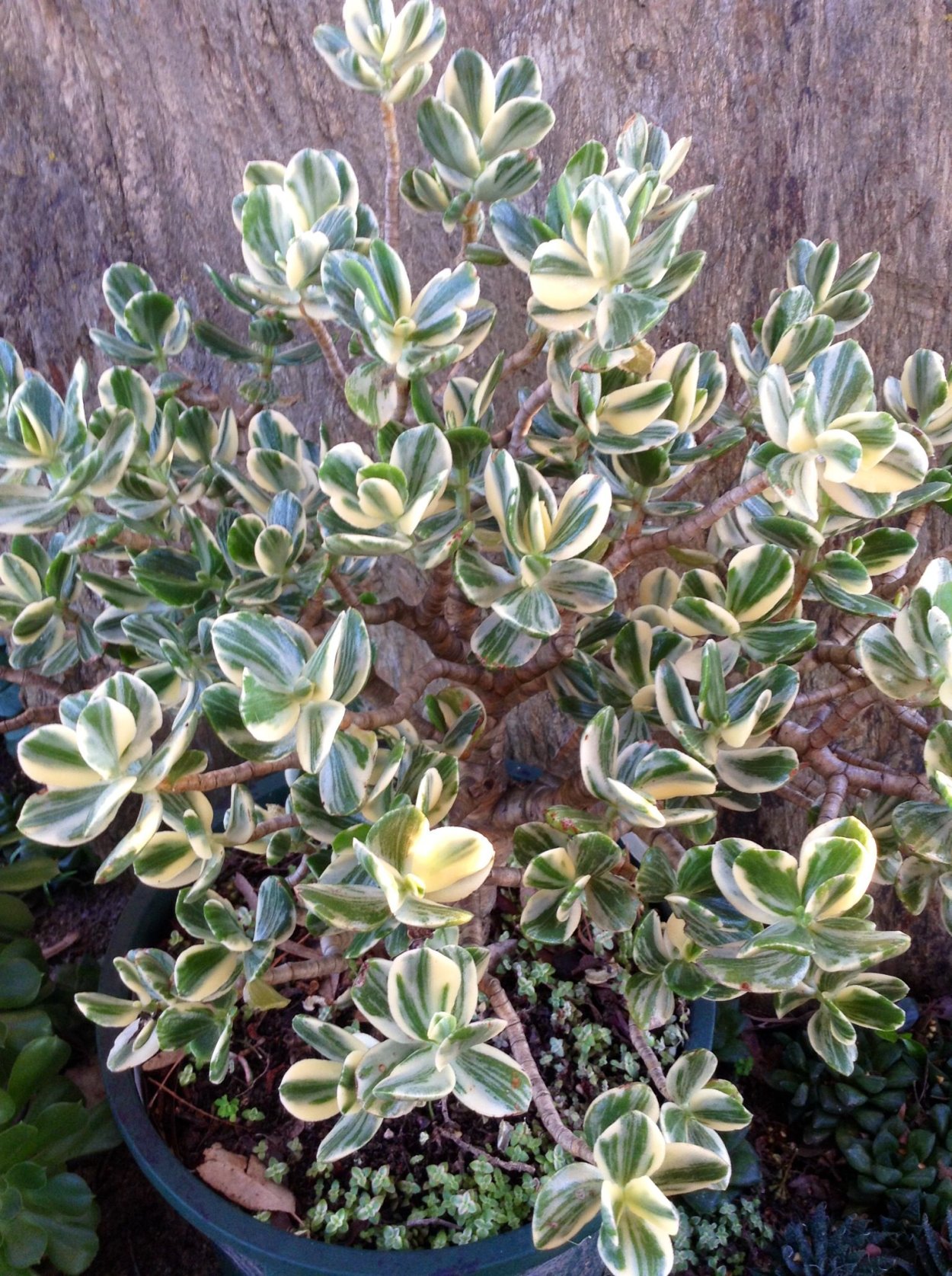 Толстянка Овата Вариегата