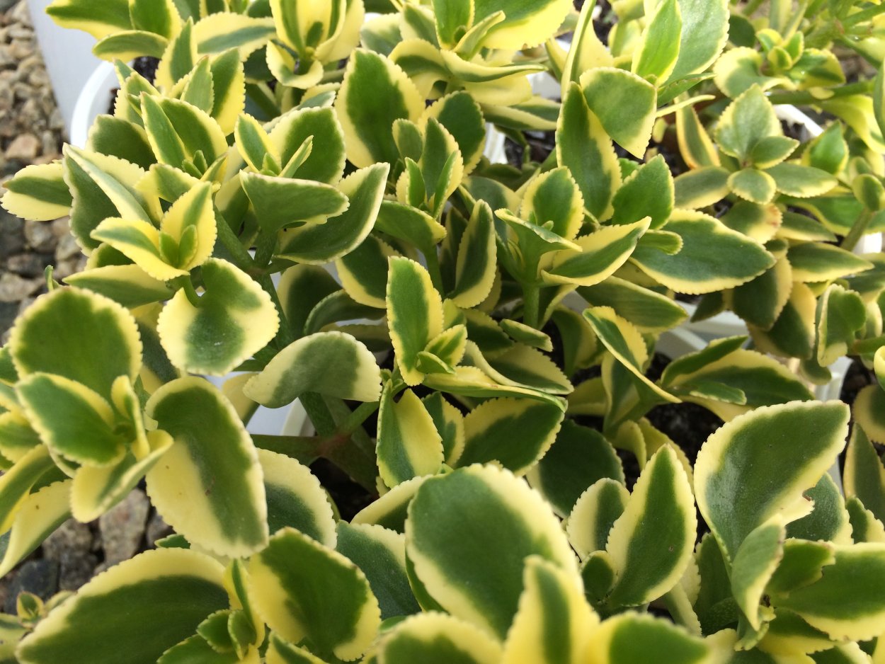 Толстянка сарментоза Вариегата