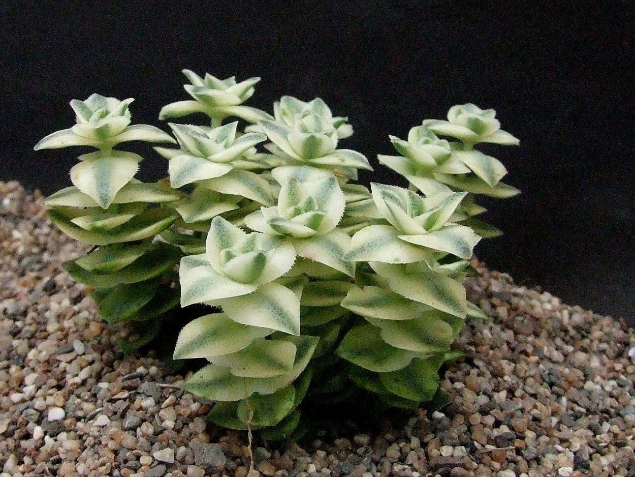 Крассула Хаммелс Сансет