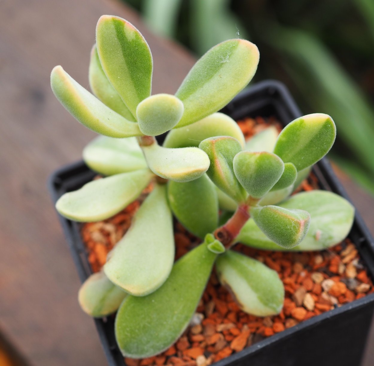 Суккулент Крассула перфората