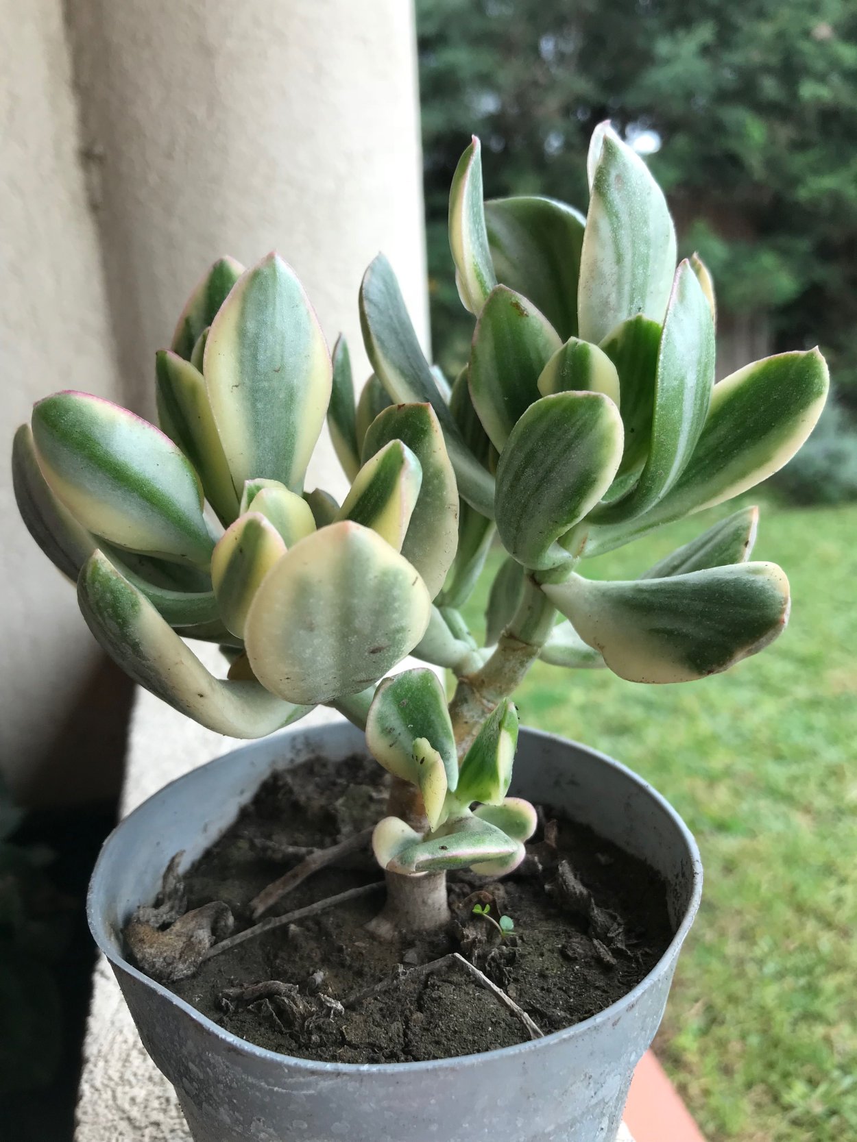 Крассула Moonglow