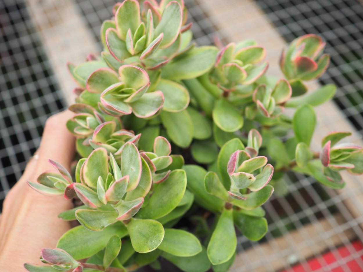 Крассула Овата вариегатная