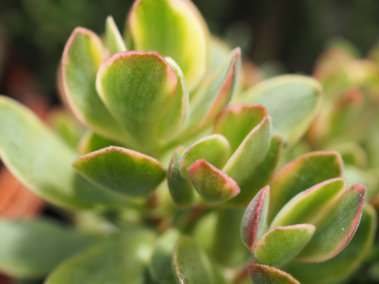 Крассула pellucida