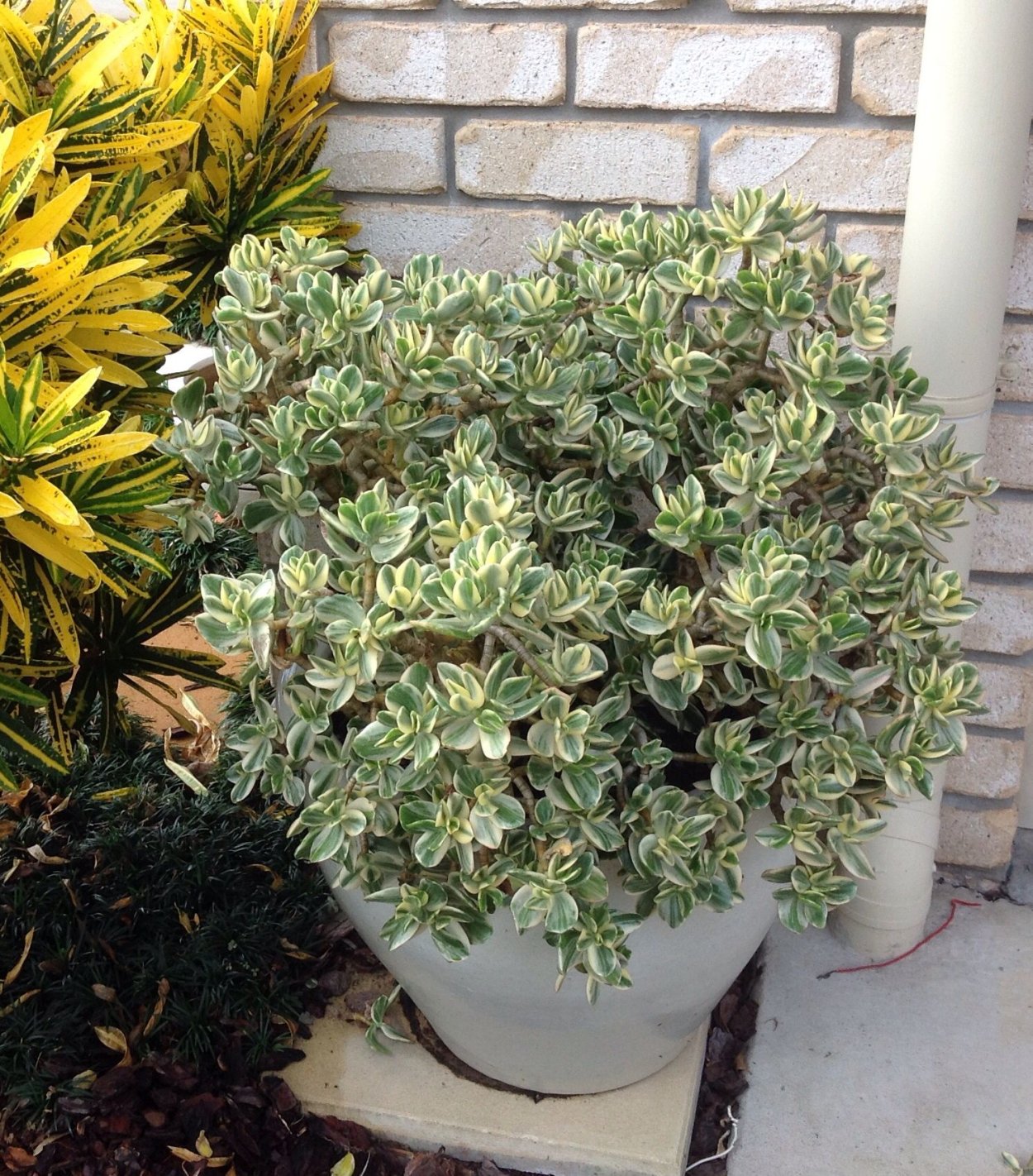 Крассула Атропурпуреа Вариегата